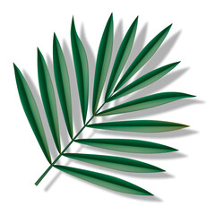 Palm branch. Vector illustration. Tropical leaf on a white background.