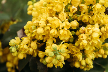 Mahonia aquifolium. Bright yellow flowers of a mahonia japonica bush.