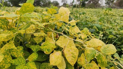 Damaged lobia crop plants leaves cause of insects and fungus, yellow Lobia crop leaves, close up image