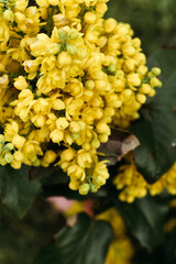 Mahonia aquifolium. Bright yellow flowers of a mahonia japonica bush.