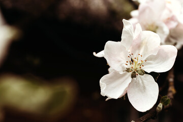 Apple flowers on a sunny spring day. Spring background, apple blossom, macro photography.