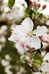 Fototapeta premium Spring background, apple blossom, macro photography.