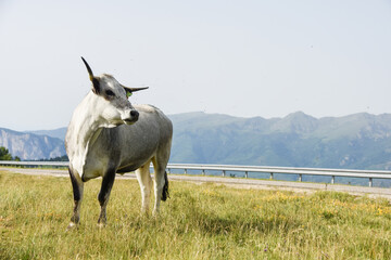 vache montagne Pyrénées Ariège Plateau de Beille France agriculture viande lait