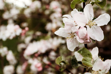 Obraz premium Apple flowers on a sunny spring day. Spring background, apple blossom, macro photography.