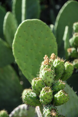 cactus epines