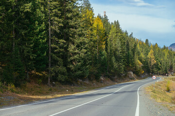 Fototapeta premium Colorful autumn landscape with larches with yellow branches along mountain highway. Coniferous forest with yellow larch trees along mountain road in autumn colors. Highway in mountains in fall time.