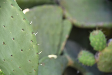 cactus epines