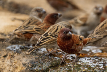 Chestnut Sparrow - Passer eminibey, beautiful perching bird from Eastern African woodlands, bushes...