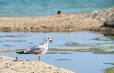 oiseaux oiseau mer marin mouette