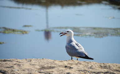 oiseaux oiseau mer marin mouette