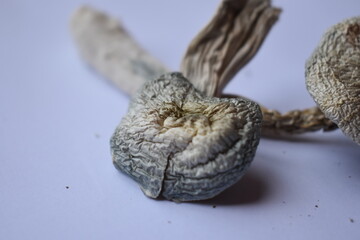 Albino white magic mushroom