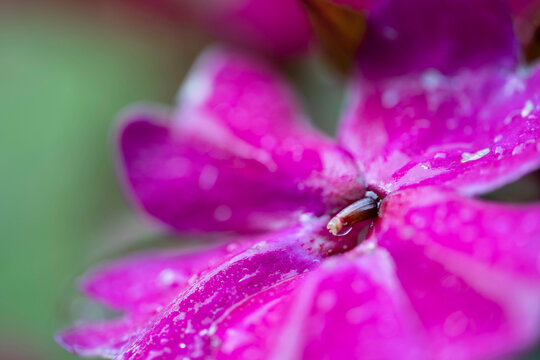 Fiore