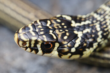 Green whip snake (Hierophis viridiflavus) portrait