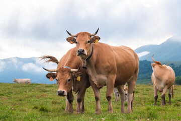 Fototapeta na wymiar adult cows in a pyrenean landscape, camprodon