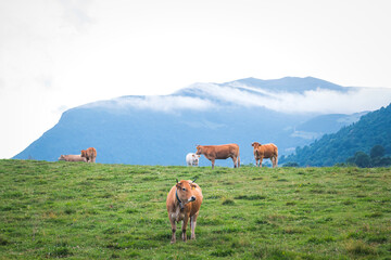 adult cows in a pyrenean landscape, camprodon