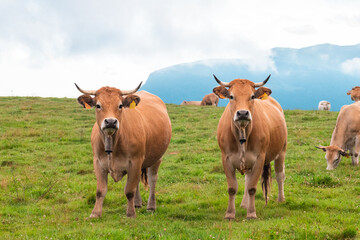 Naklejka na ściany i meble adult cows in a pyrenean landscape, camprodon