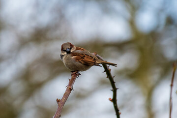 Fototapeta premium Sparrow