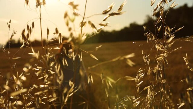 Young woman among summer cereal fields in Igualada, Barcelona, Spain