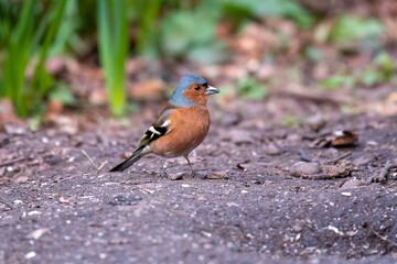 Chaffinch 