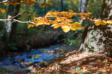 golden leaves of a beech tree on the riverbank in the autumn forest