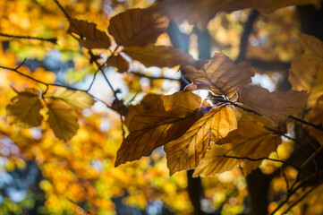 Naklejka na ściany i meble close-up of golden brown beech leaves in the autumn sunlight in the magical forest