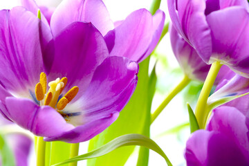 Tulips are blooming in the bouquet. Congratulations on a holiday or happy birthday.