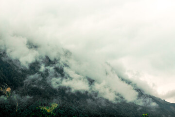 Trees on a hillside in fog and clouds in Entremont, Haute-Savoie, France
