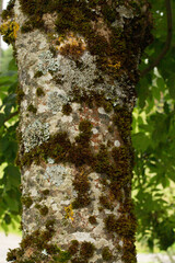 Close-up tree trunk, bark with moss