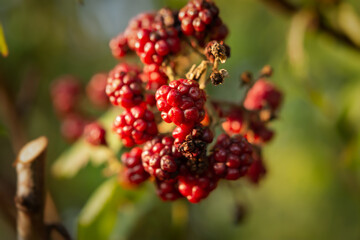 Blackberry bush close-up on a blurry background. The concept of summer, summer fruits and berries, vitamins and healthy nutrition. Ripe blackberries on a branch. Ripening of the crop in the garden