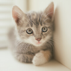 Little gray kitten is resting on the windowsill. Close up portrait of a young cat