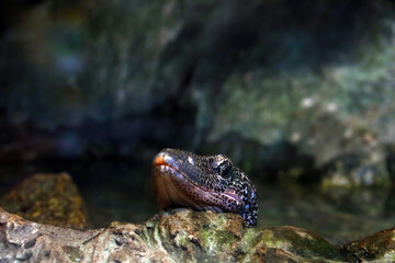 Close-up on a monitor lizard in a park on a stone.