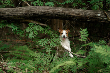 dog in the green forest. Jack Russell Terrier in nature among the trees. Walk with a pet 