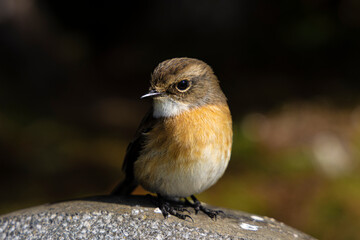 Close up Tec-tec bird, Reunion Island