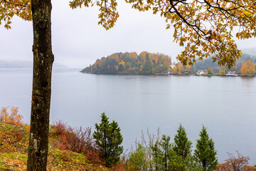 Obraz premium Colorful autumn nature landscape with tree by the calm see. Foliage gold colors. Rainy , foggy day. Blurred background. Southern Norway