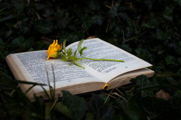 Naklejka na ściany i meble An open book with a yellow rose lies in a summer garden among green ivy.
