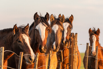 caballos