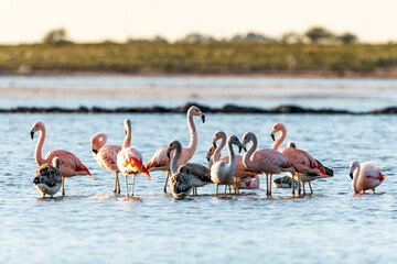 flamencos australes