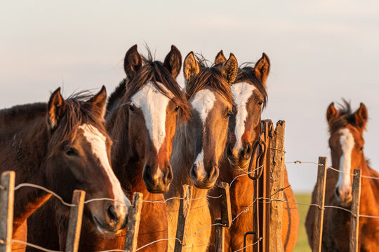 caballos