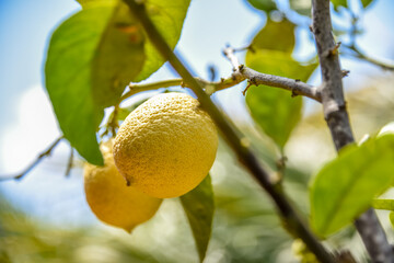 citron citronnier agrume