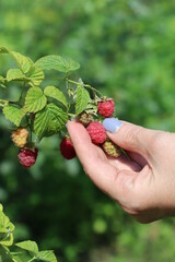 Raspberry berry and a woman's hand.