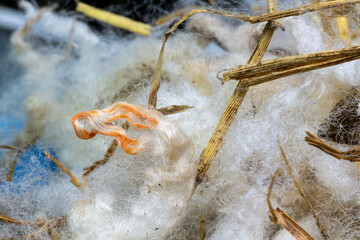 Raw sheep wool fleece with straws and red dye mark.