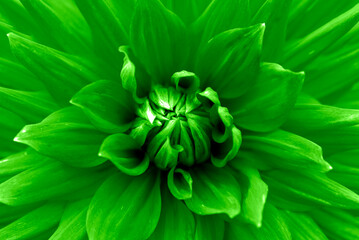 green dahlia flower close up