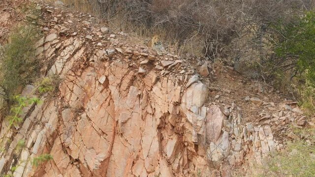 wide shot of indian wild male leopard or panther at the edge of Aravalli hill or mountain range during outdoor jungle safari at ranthambore national park rajasthan india - panthera pardus fusca