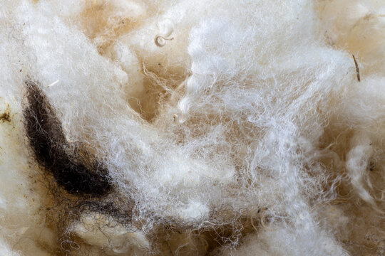Raw unwashed white sheep wool. 