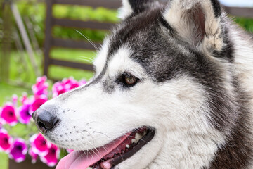 Closeup of a siberian husky dog on a summer garden background