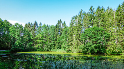 Obraz premium 希少なモリアオガエル自生地として知られる柳沢池（長野県長野市）