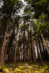 Obraz premium footpath in the forest