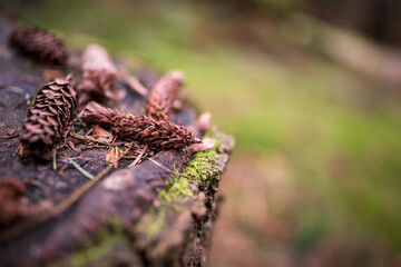 close up of a pine cone
