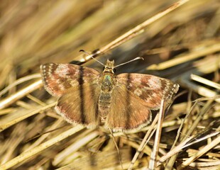 Kronwicken-Dickkopffalter (Erynnis tages)