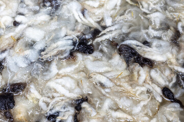 Raw sheeps wool fleece being washed. Vegetable matter (VM) visual in the water between the wool locks. Brown and white wool. Processing raw wool.